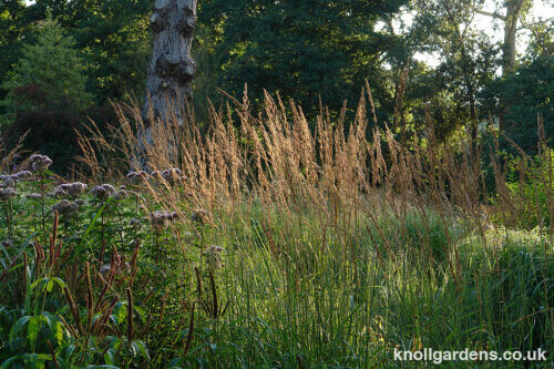 Calamagrostis Karl Foerster – Knoll Gardens – Ornamental Grasses and ...