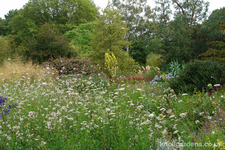 Gaura Whirling Butterflies – Knoll Gardens – Ornamental Grasses and ...