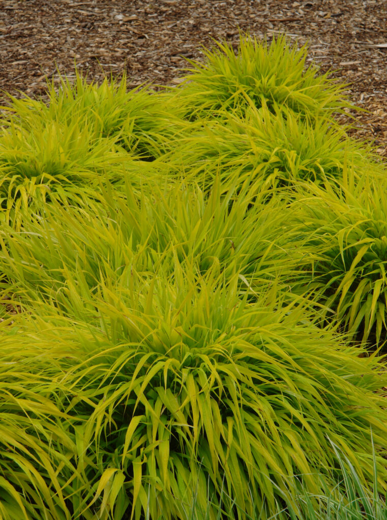 Hakonechloa All Gold – Knoll Gardens – Ornamental Grasses and Flowering ...
