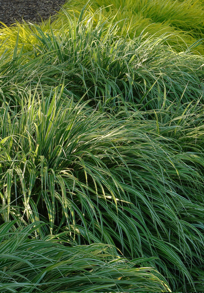 Hakonechloa Samurai – Knoll Gardens – Ornamental Grasses and Flowering ...