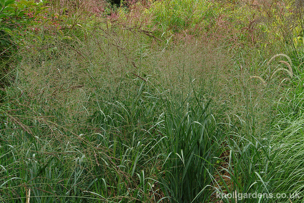Panicum Straight Cloud – Knoll Gardens – Ornamental Grasses and ...